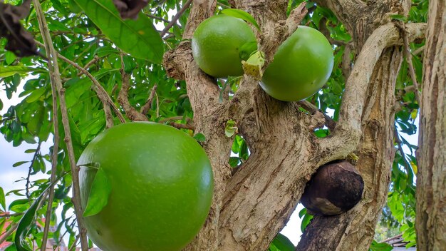 Aegle marmelos fruit