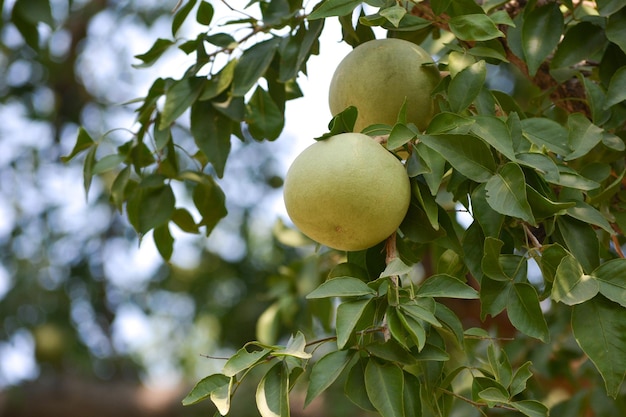 Photo aegle marmelos or indian bael fruit on the tree