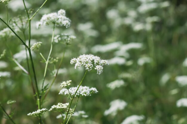 Aegopodium podagraria plant with white flowers the ground elder snowonthemountain Bishop's weed goutweed