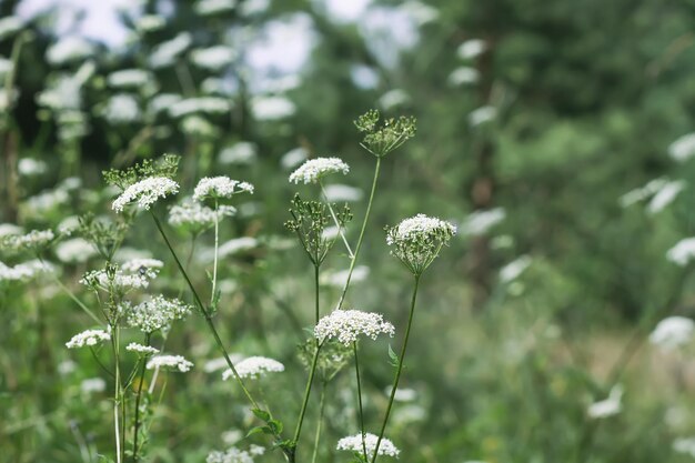 Aegopodium podagraria pianta con fiori bianchi la terra sambuco snowonthemountain erba del vescovo goutweed