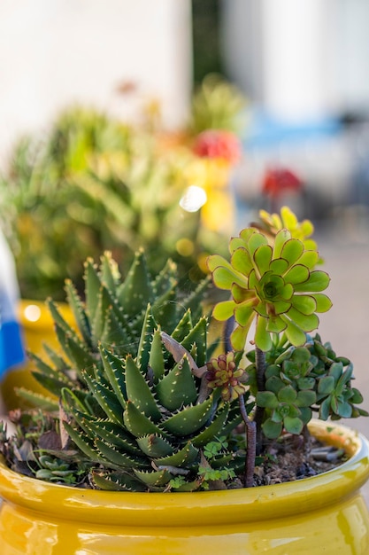 Pianta succulenta di aeonium arboreum