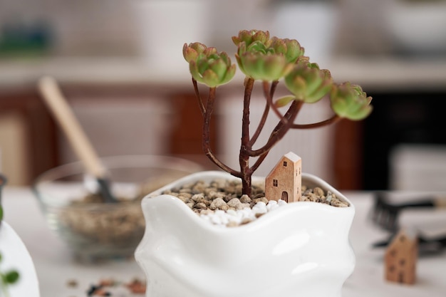 Aeonium green tea succulent in een witte keramische pot met decoratief huisje