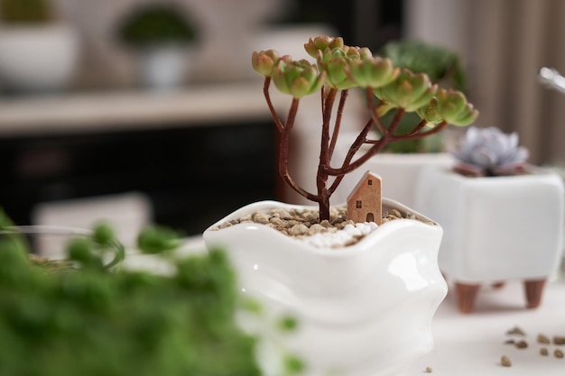 Aeonium green tea succulent in a white ceramic pot with decorative small house