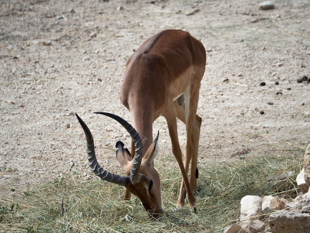 Aepyceros melampus - impala eet stro in een grindomgeving