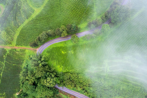 Aerail view Tea farm with sea of mist green tree blue mountain