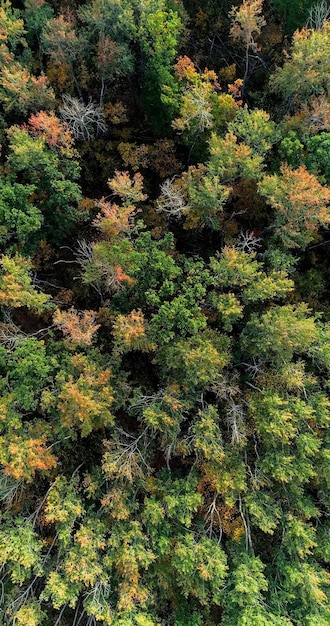 Aerial autumn fall tree vibrant foliage colors of beautiful green yellow orange leaves peaceful