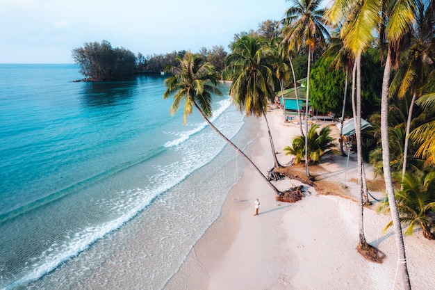 朝静かな島の海辺とココナッツの木