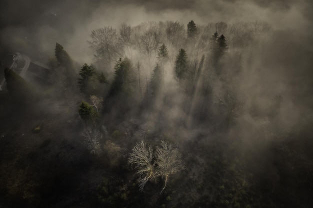 Aerial beautiful view of the misty and cloudy forest in the park