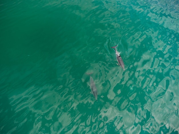 Aerial close up of a dolphin pods swimming in the sea