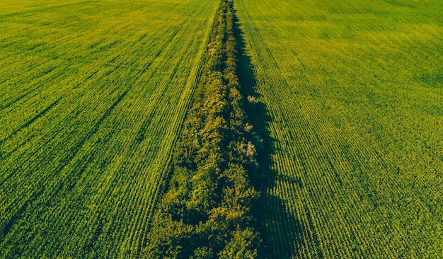 Aerial drone photo of amazing green field of crops at sunset.