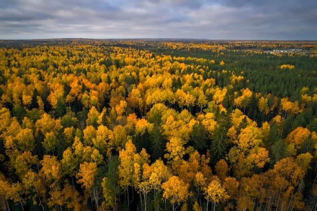 Aerial drone view over autumn forest. Colorful trees in the wood. The beauty of Karelia, Russia. Autumn nature from above