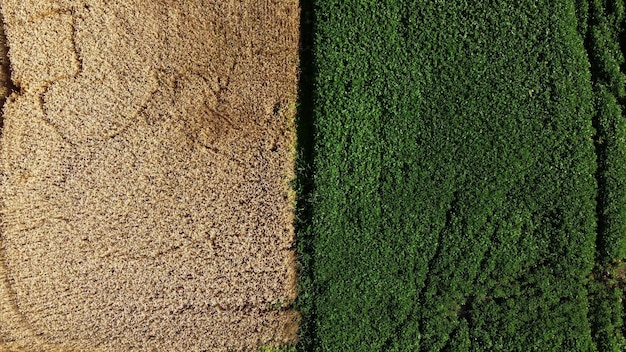 Aerial drone view border between yellow wheat field and green agricultural field