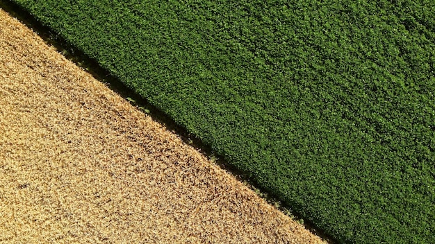 Aerial drone view border between yellow wheat field and green agricultural field