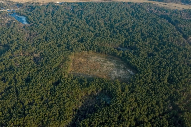 Aerial drone view of deforestation of a pine forest. ecology\
concept change tree forest drought and forest refreshing.