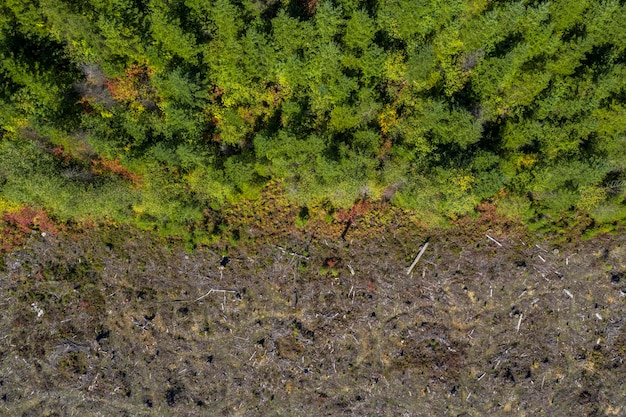 Aerial drone view of deforestation of a pine forest