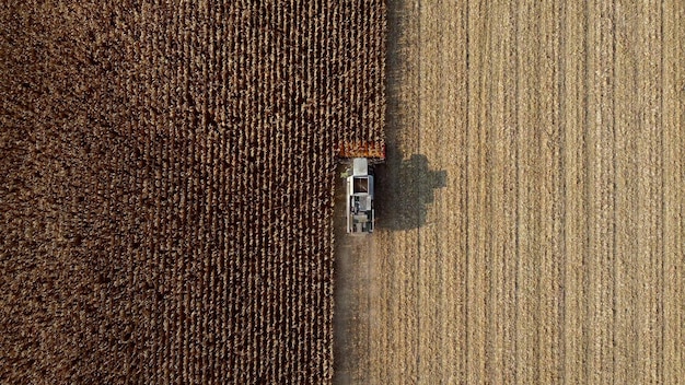 Aerial drone view flight over combine harvester that reaps dry corn in field