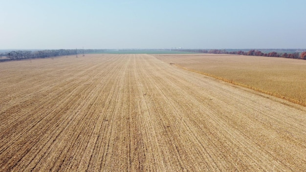 수확 후 노란색 짚으로 옥수수 밭에 공중 무인 항공기 보기 비행