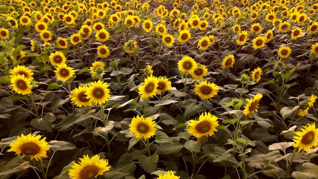 Aerial Drone View Flight Over over a field of blooming sunflowers