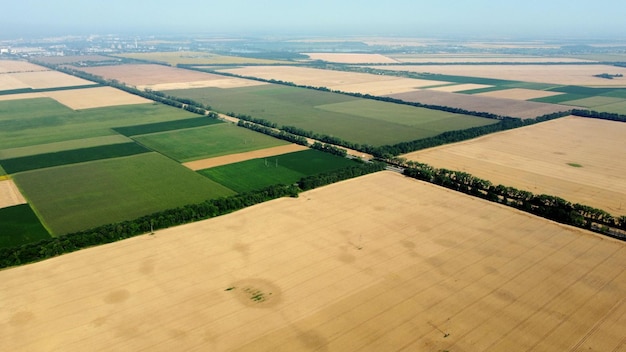 Aerial drone view flight over large yellow wheat field