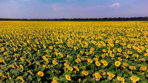 Aerial drone view flight over sunflower field on sunny summer day