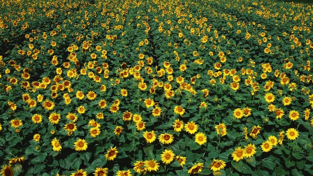 Aerial drone view flight over sunflower field on sunny summer day