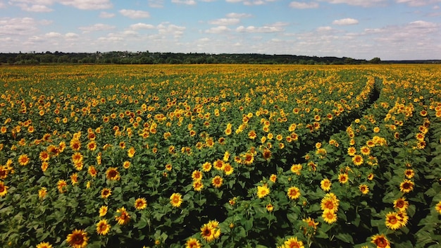 Aerial drone view flight over sunflower field on sunny summer day