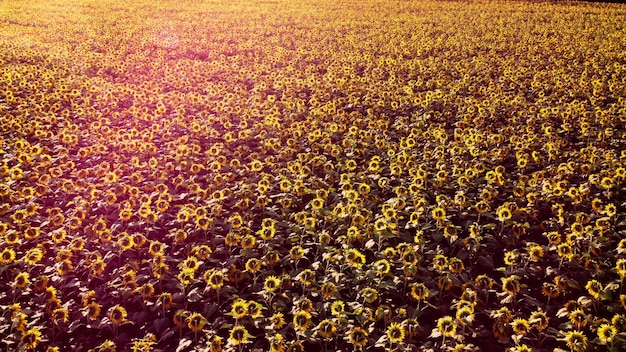 Aerial drone view flight over ver field with ripe sunflower heads