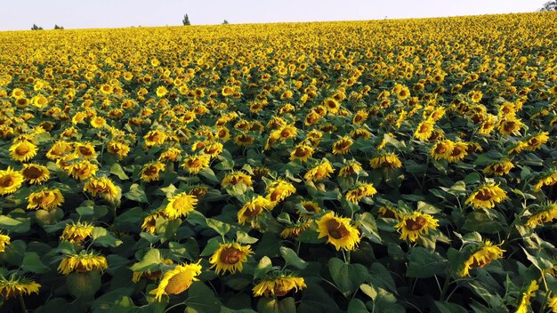 Aerial drone view flight over ver field with ripe sunflower heads