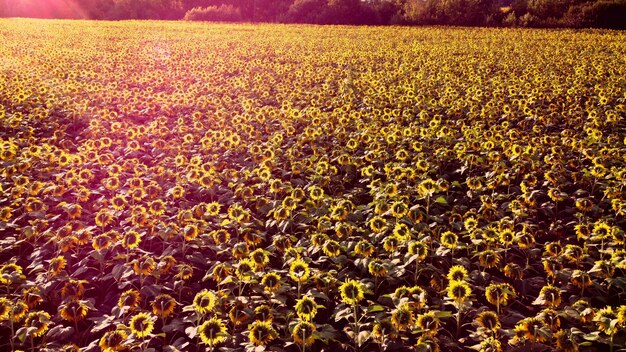 Aerial drone view flight over ver field with ripe sunflower heads