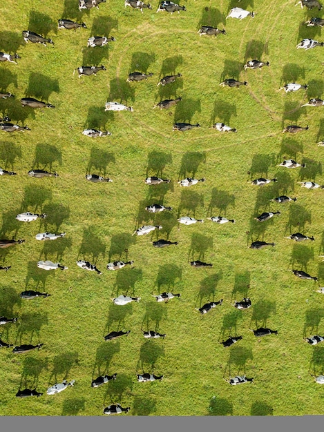 Aerial drone view a herd of cows grazing in meadows near the river