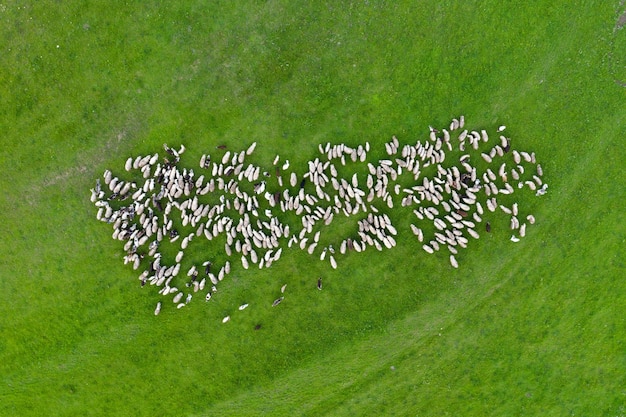 Aerial drone view of herd of sheep grazing in green meadow