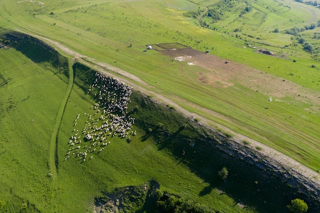 Aerial drone view of herd of sheep grazing in a meadow