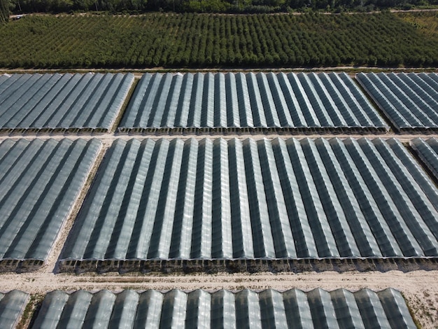 Aerial drone view of huge areas greenhouse for growing strawberries greenhouse farming agriculture