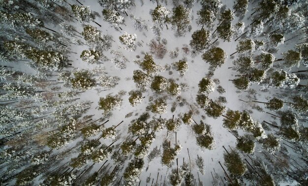 Aerial drone view of idyllic winter landscape Green forest from the top nature from a birds eye view