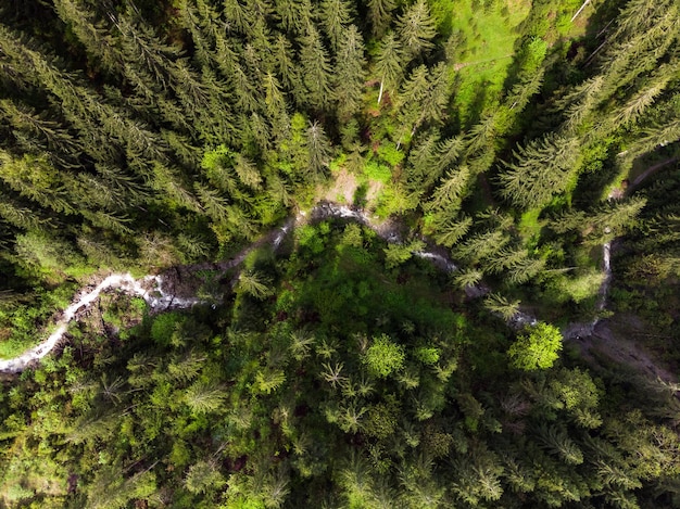 Vista aerea del drone guardando un fiume di montagna blu incontaminato che scorre attraverso gli alberi ad alto fusto della foresta