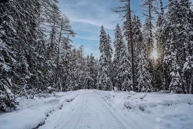 Aerial drone view in mountain forest winter landscape snowy fir and pine trees snowy tree branch in