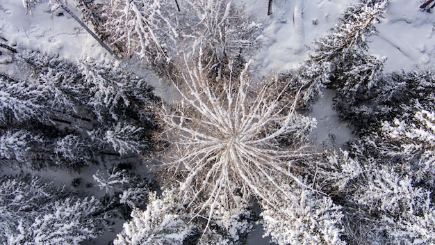 Aerial drone view in mountain forest winter landscape snowy fir and pine trees snowy tree branch in