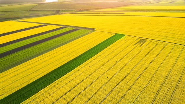 Aerial drone view of nature in Moldova Yellow seeded wide field