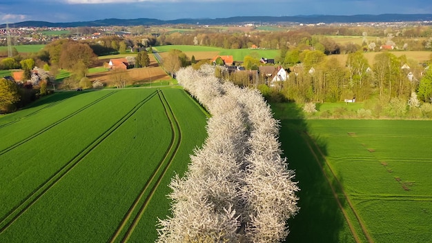 Aerial drone view of spring landscape a road among blossoming cherry alley near village and green fields Germany countryside