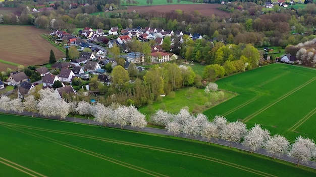 Aerial drone view of spring landscape a road among blossoming cherry alley near village and green fields Germany countryside
