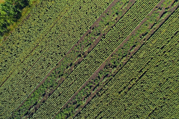 Aerial drone view of the stripped sunflower field