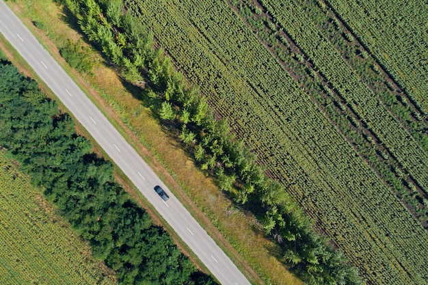 Vista aerea drone di campi di girasole spogliati divisi con boschi e un'autostrada