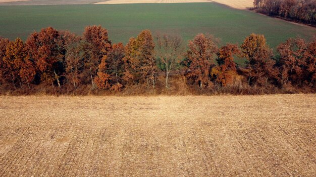 Aerial drone view trees with brown dry leaves grow between field after harvest