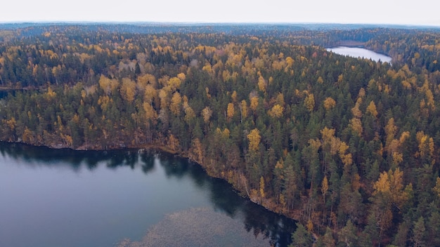 Aerial drone view on Yastrebinoe lake Beautiful season landscape with a lake or river water and larch trees Russia Karelia