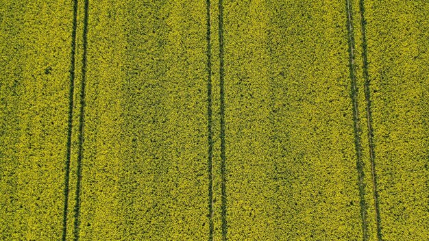 Aerial drone view of yellow rapeseed fields in German countryside