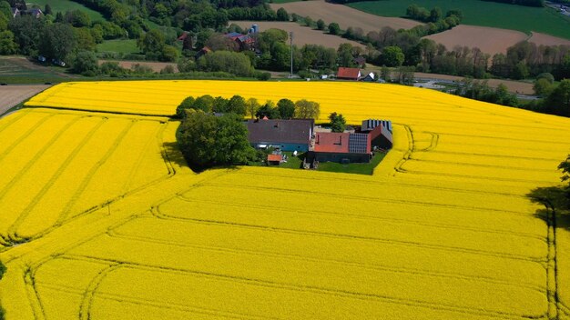 Photo aerial drone view of yellow rapeseed fields in german countryside