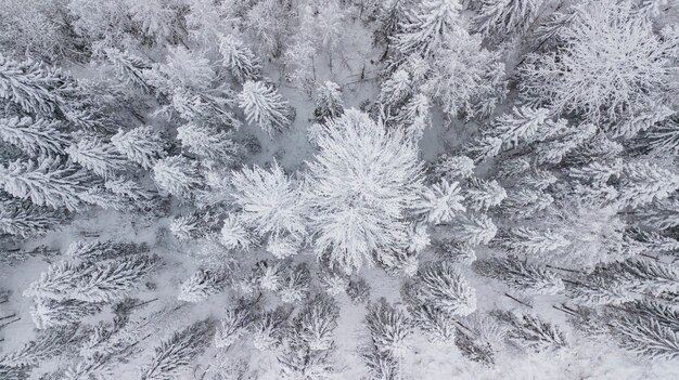 Aerial flight above winter forest on the north of Russia