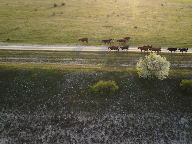 Aerial flying over a small herd of cattle cows walking uniformly down farm road on the hill black