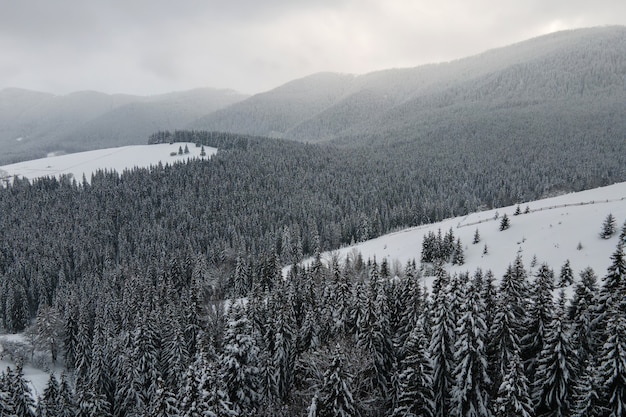 Aerial foggy landscape with evergreen pine trees covered with fresh fallen snow after heavy snowfall in winter mountain forest on cold quiet evening.