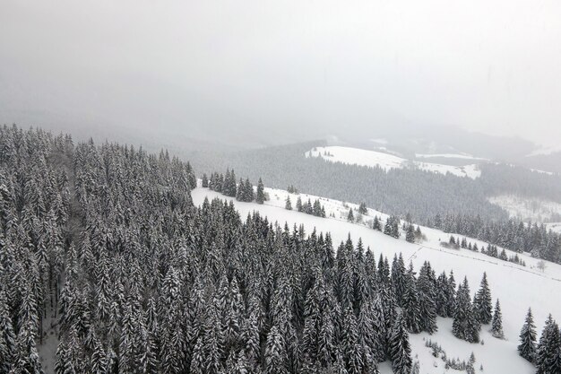 Aerial foggy landscape with evergreen pine trees covered with fresh fallen snow after heavy snowfall in winter mountain forest on cold quiet evening.